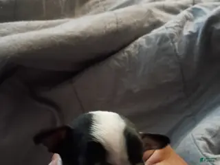 Chihuahua dogs Chihuahua Puppy 8 - Ad 22