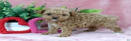 Toy Poodle dogs for sale: Caleb-GENETIC TESTED - Ad 2