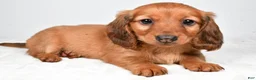 Dachshund dogs for sale: Oakley - Ad 6