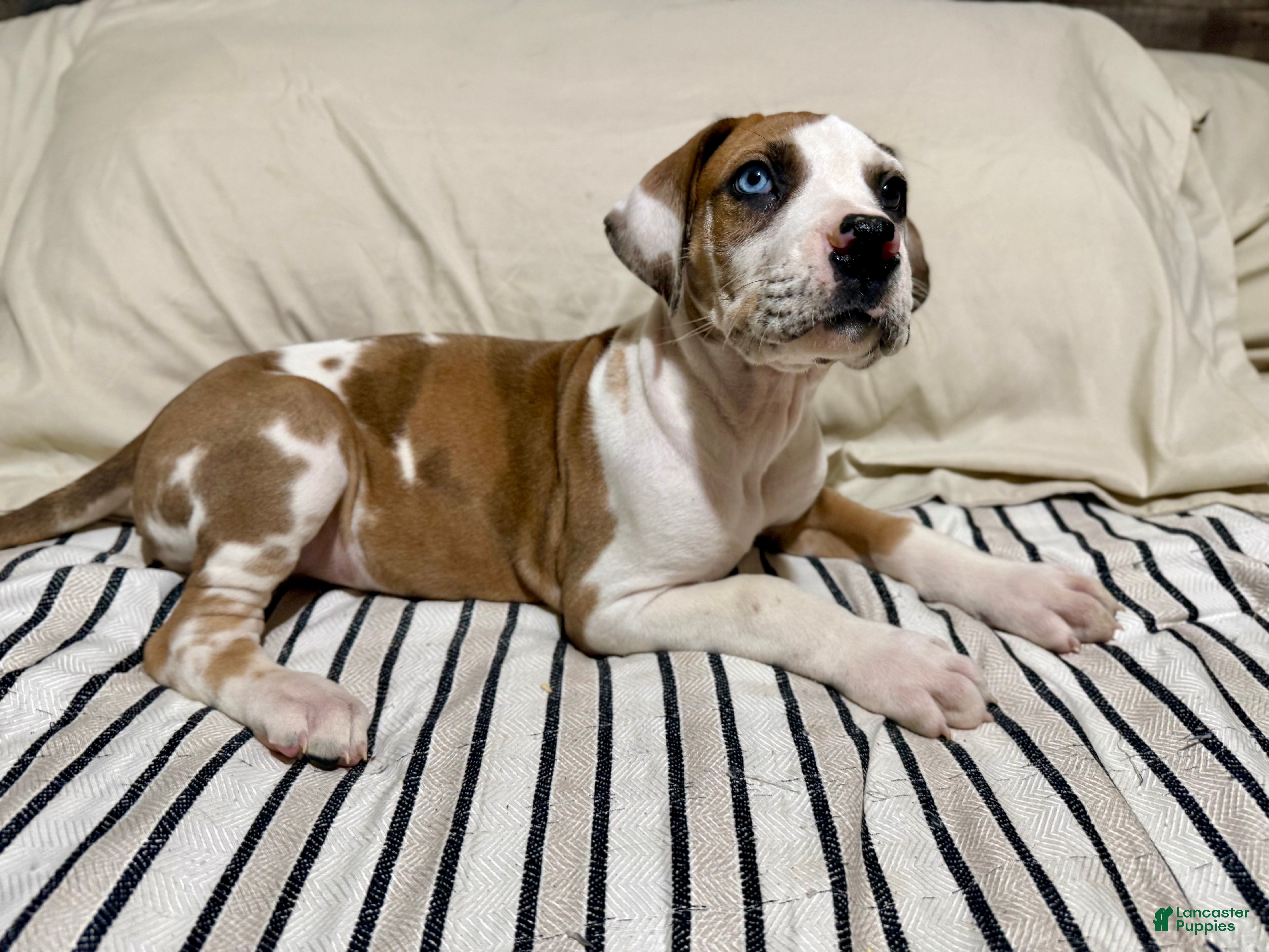 Great Dane dogs Fawnquin (Heavy Euro) - Ad 18