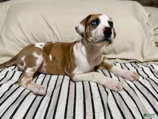 Great Dane dogs Fawnquin (Heavy Euro) - Ad 17