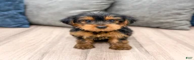 Louie