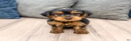 Yorkshire Terrier dogs for sale: Louie - Ad 1