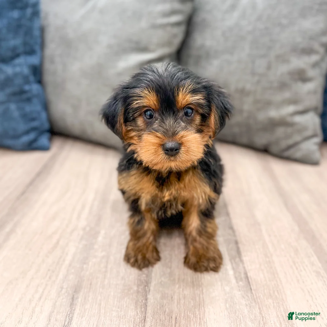 Yorkshire Terrier dogs for sale: Louie - Ad 1