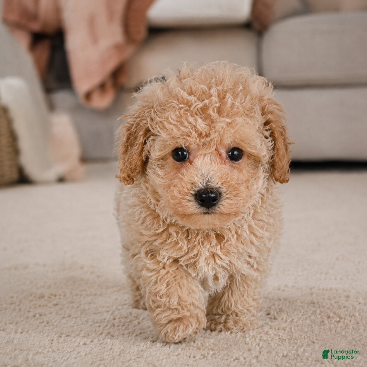 Miniature Poodle dogs Tucker - Ad 2