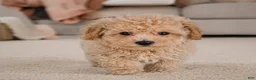 Miniature Poodle dogs for sale: Tucker - Ad 2