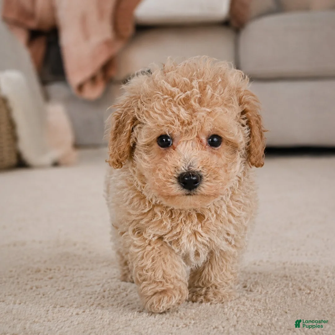 Miniature Poodle dogs for sale: Tucker - Ad 2