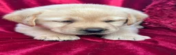 Labrador Retriever dogs for sale: Yellow Girl - Ad 6