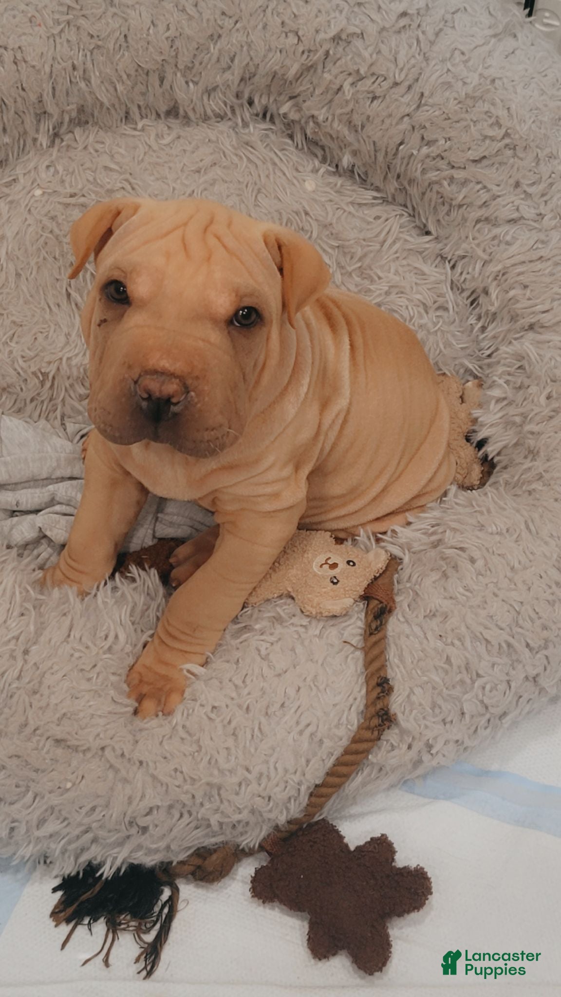 Shar Pei dogs Chex - Ad 8