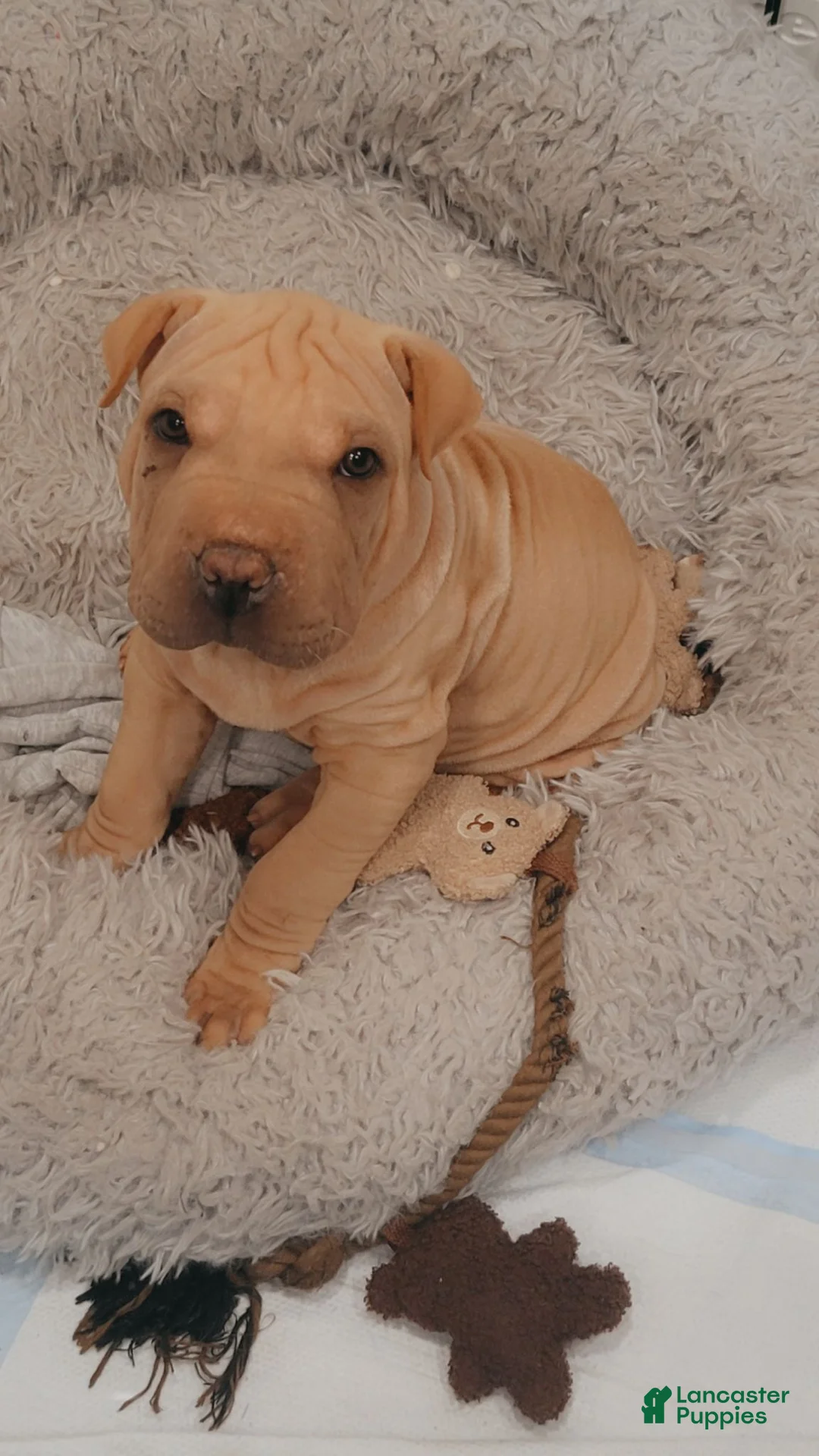 Shar Pei dogs for sale: Chex - Ad 1
