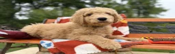 Labradoodle dogs for sale: Zippy (Boy) - Ad 5