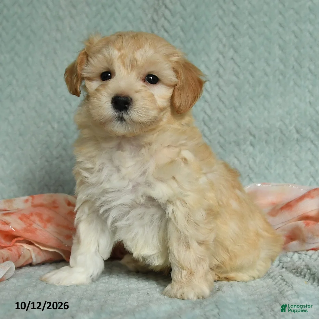 Maltipoo dogs for sale: Denny - Ad 2