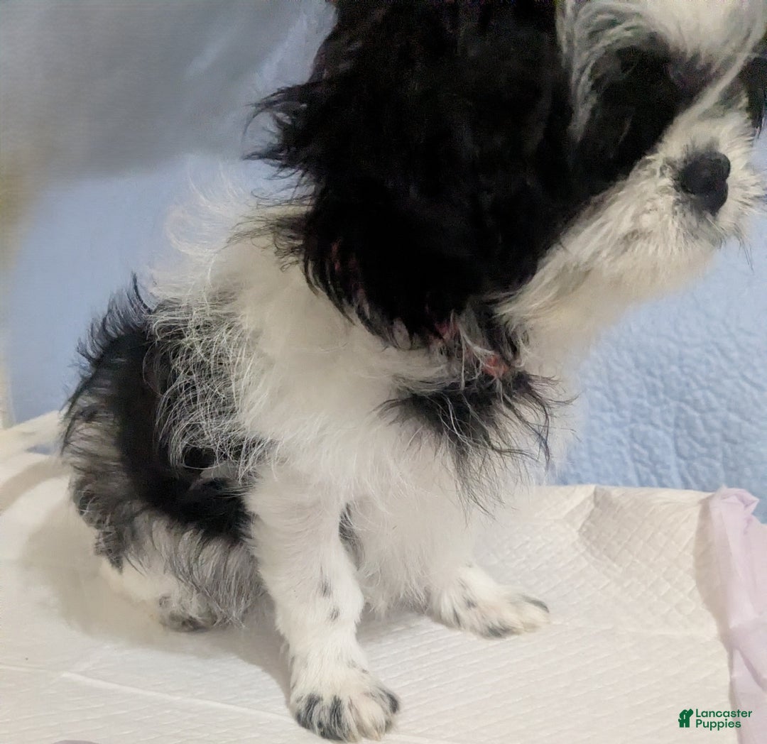 Shih Tzu dogs for sale: Imperial  Shih Tzu  Serafina Red Collar  - Ad 2