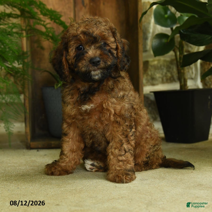 Cavapoo dogs River - Ad 1