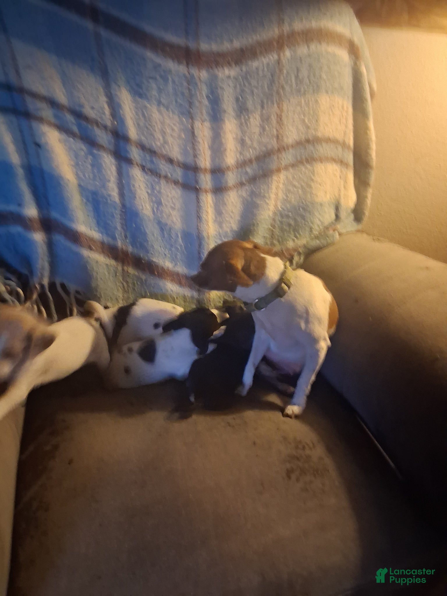 Mixed Breed dogs Mixed Breed Puppy 1 - Ad 6