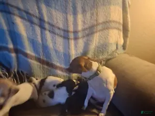 Mixed Breed dogs Mixed Breed Puppy 1 - Ad 26