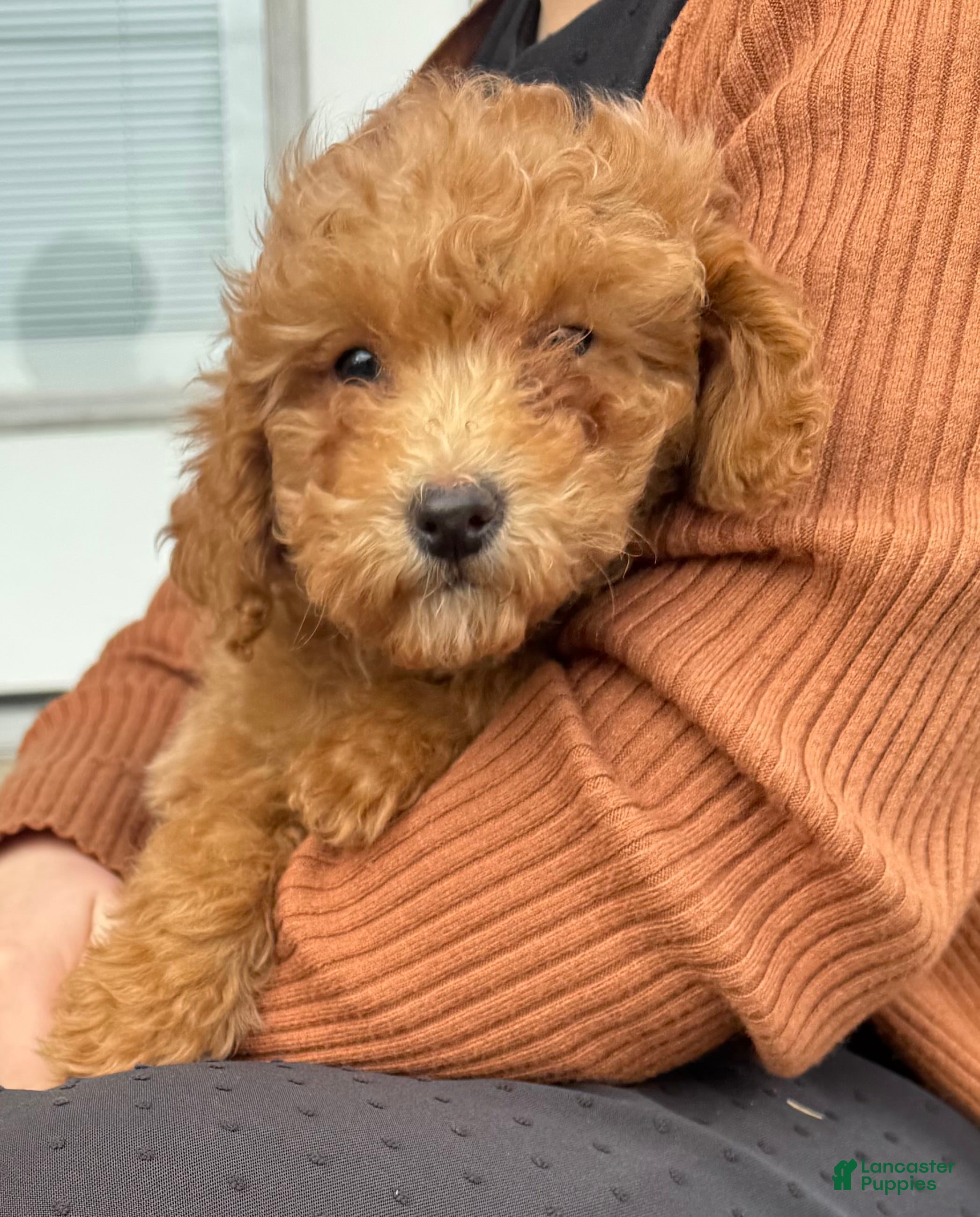 Mini Goldendoodle dogs Holly  - Ad 35