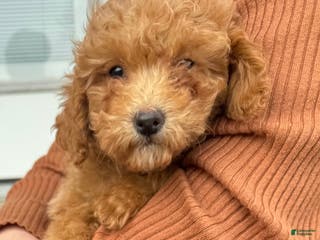 Mini Goldendoodle dogs Holly - Ad 35