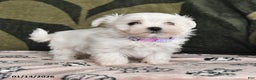 Maltese dogs for sale: Ida - Ad 2