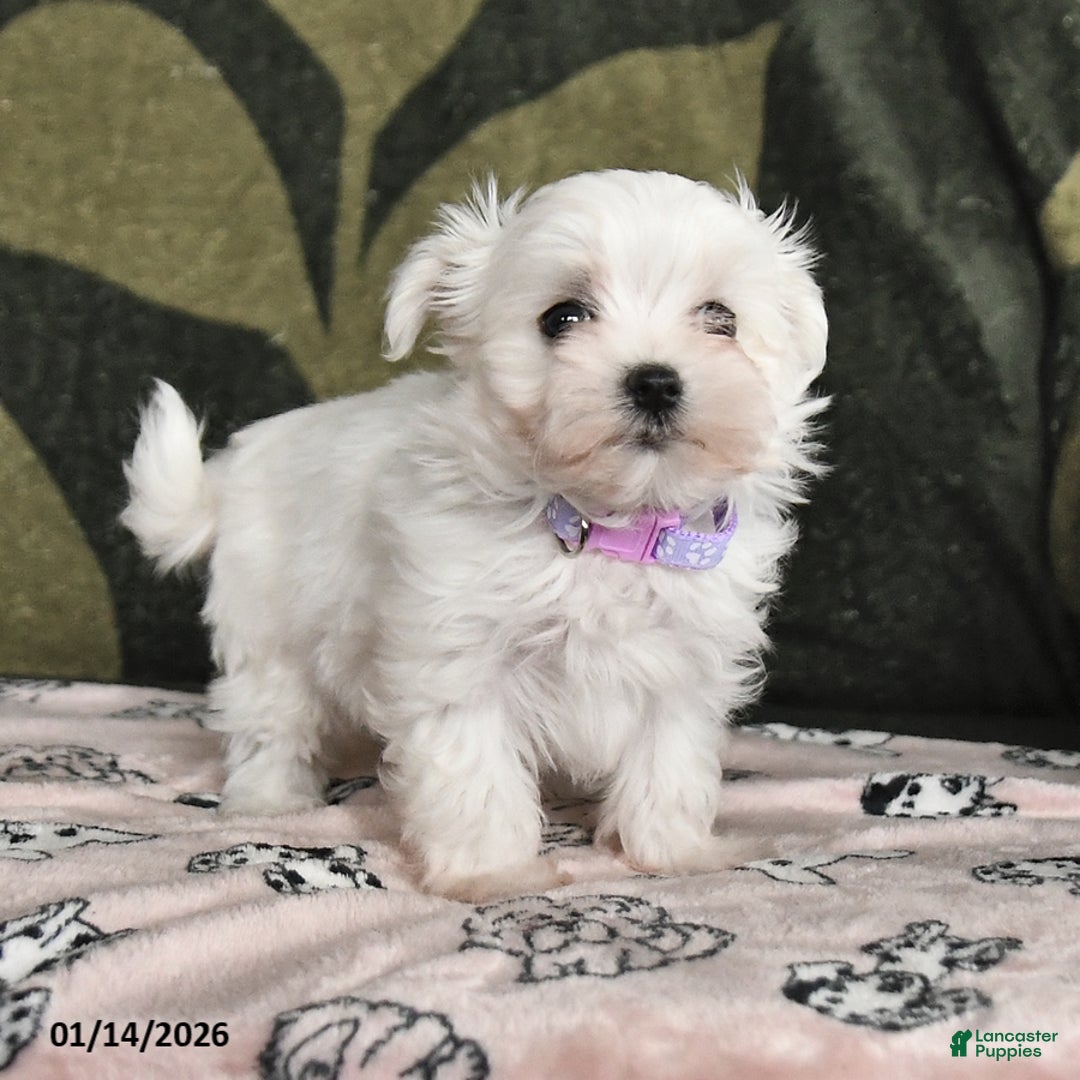 Maltese dogs for sale: Ida - Ad 2