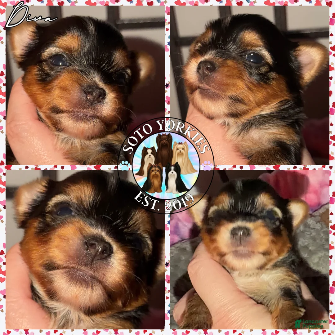 Yorkshire Terrier dogs for sale:  Diva - Ad 1