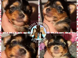 Yorkshire Terrier dogs Diva - Ad 42