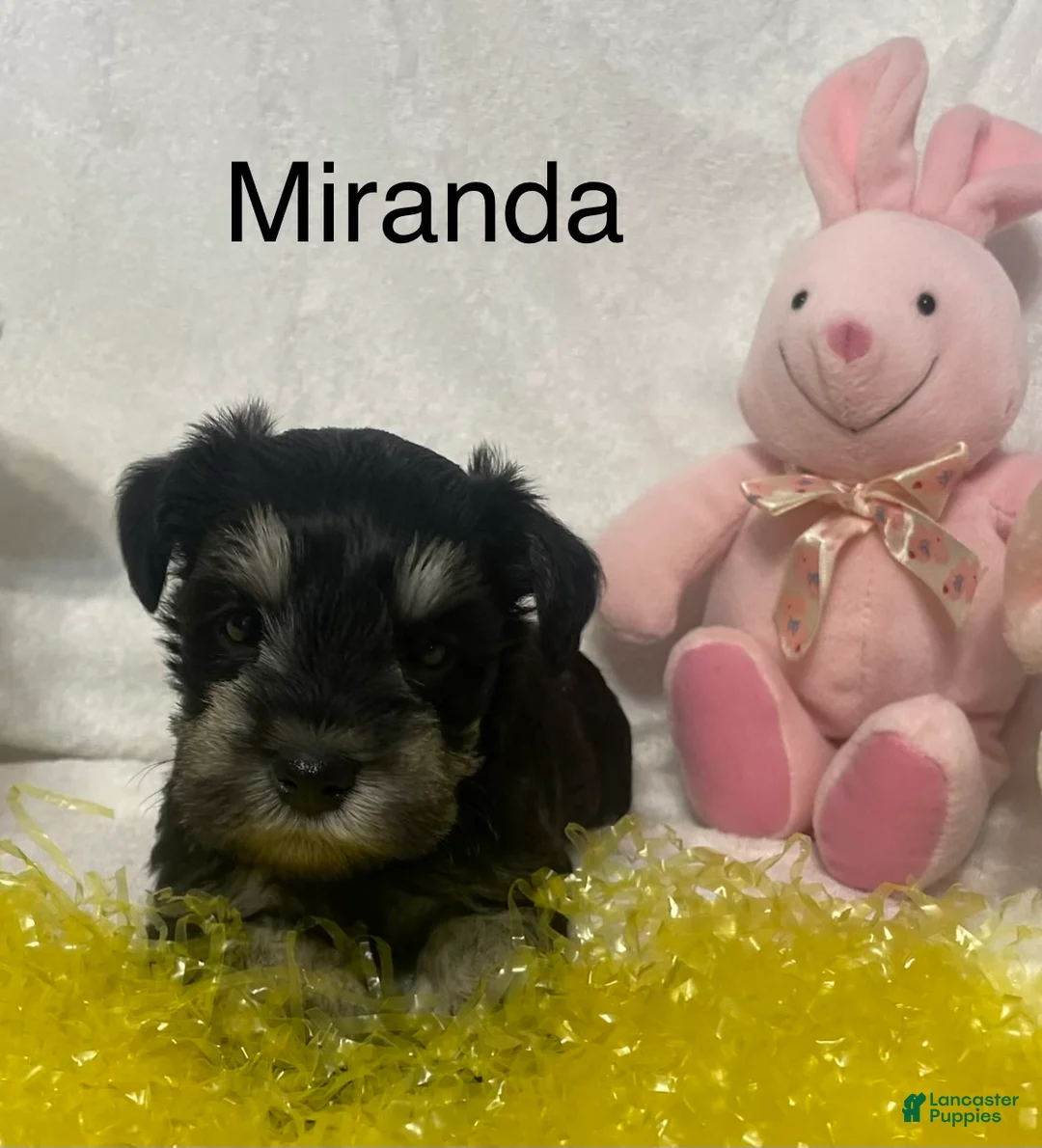 Miniature Schnauzer dogs for sale: Miniature Schnauzer Puppy 5 Miranda - Ad 2