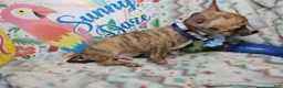 Chihuahua dogs for sale: Emmanuell [Brindle] - Ad 5