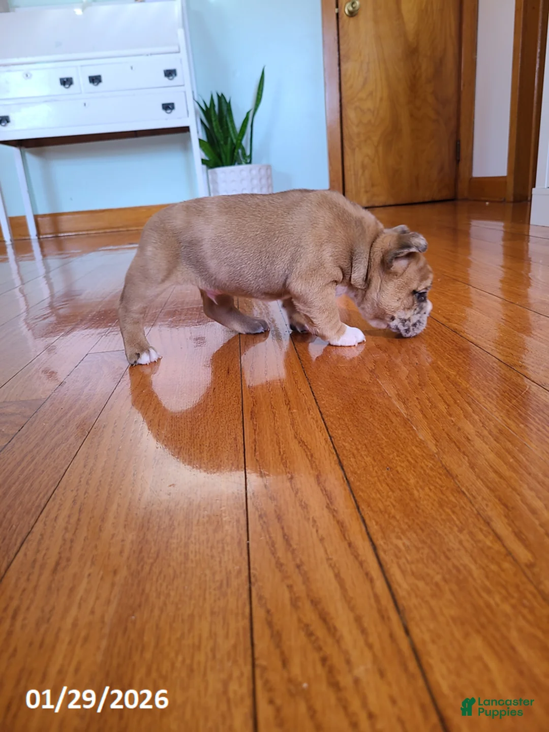 Mixed Breed dogs for sale: Milo - Ad 5