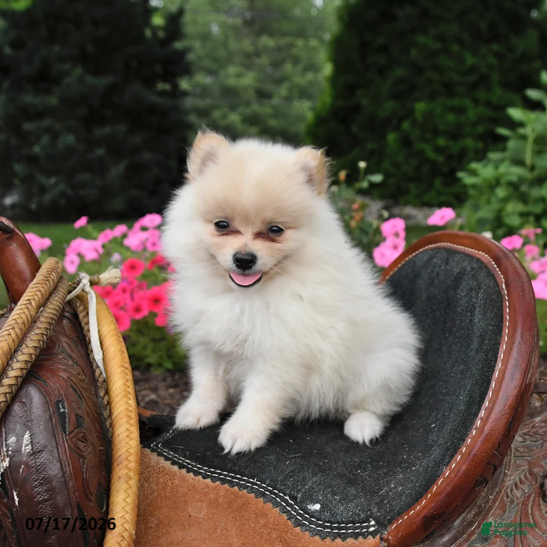 Pomeranian dogs for sale: Rolo - Ad 2