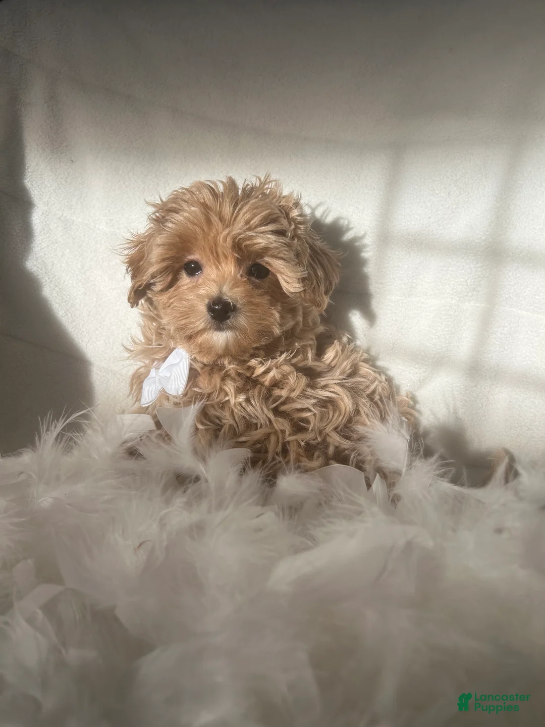 Mixed Breed dogs for sale: Teddy - Ad 4