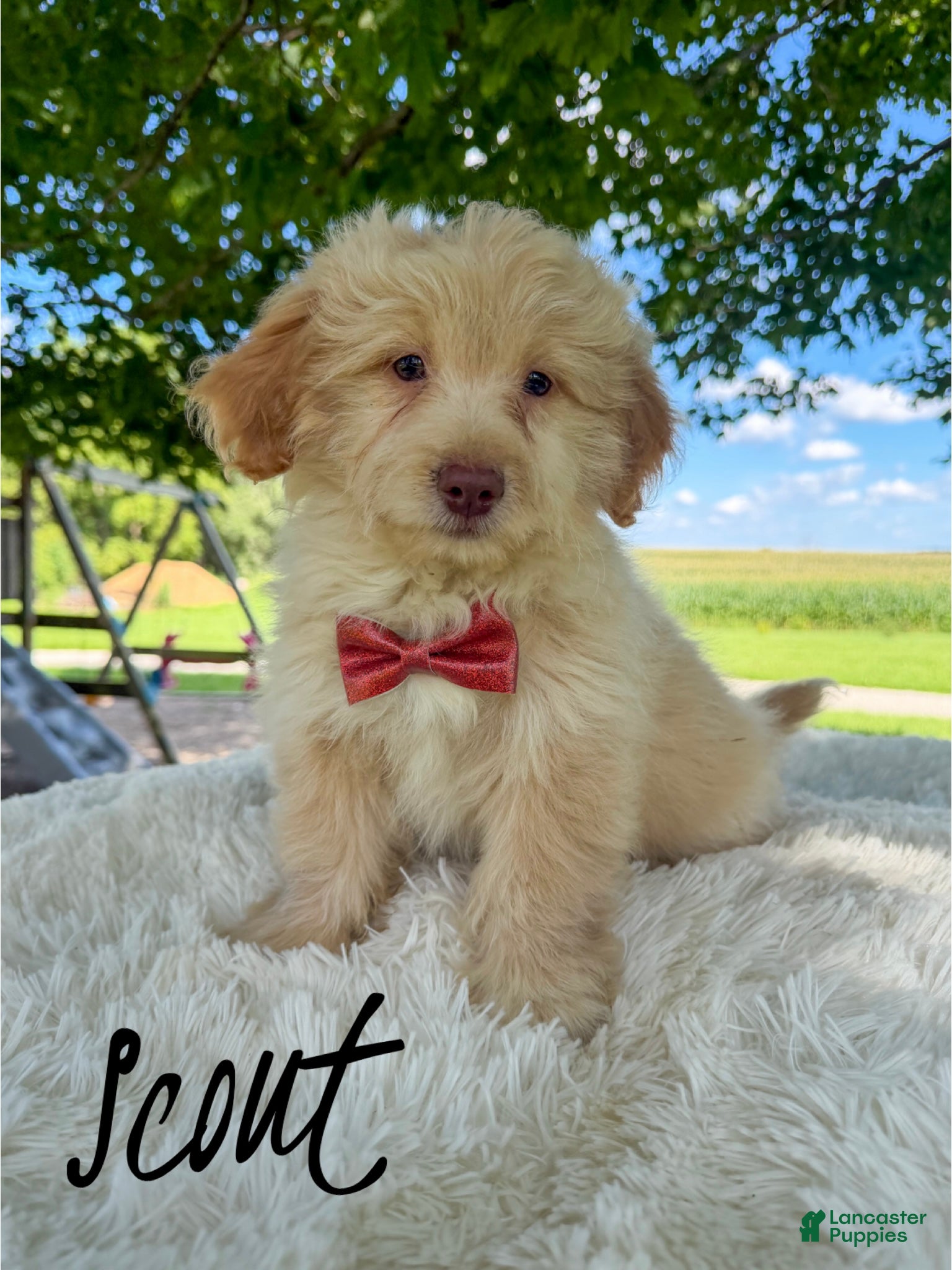 Mini Aussiedoodle dogs Scout - Micro Mini F1b - Ad 1
