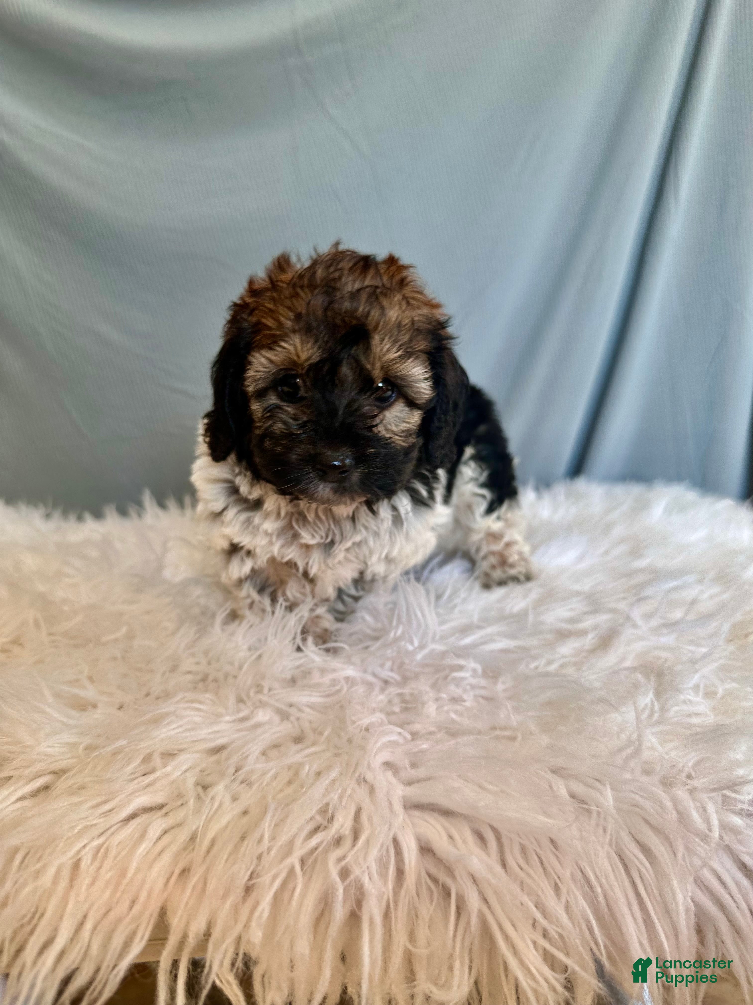 Doxiepoo dogs Toby - Ad 1