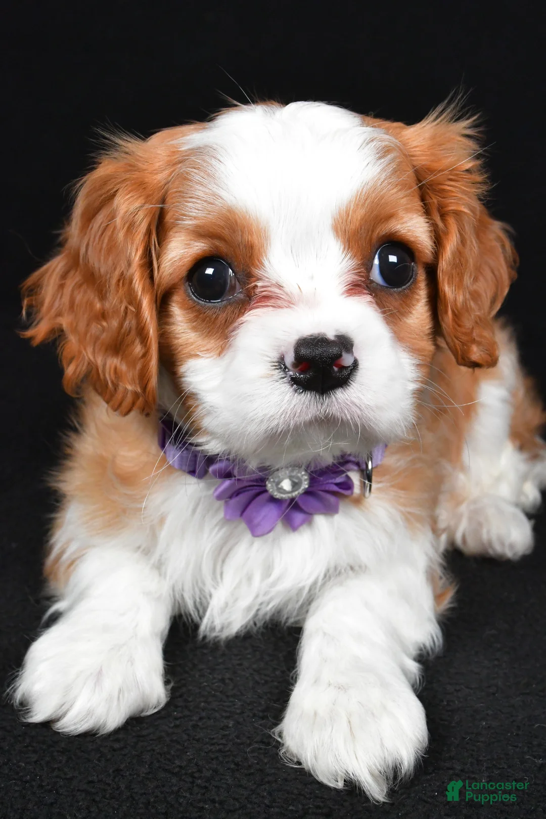 Cavalier King Charles Spaniel dogs for sale: Roxan - Ad 6