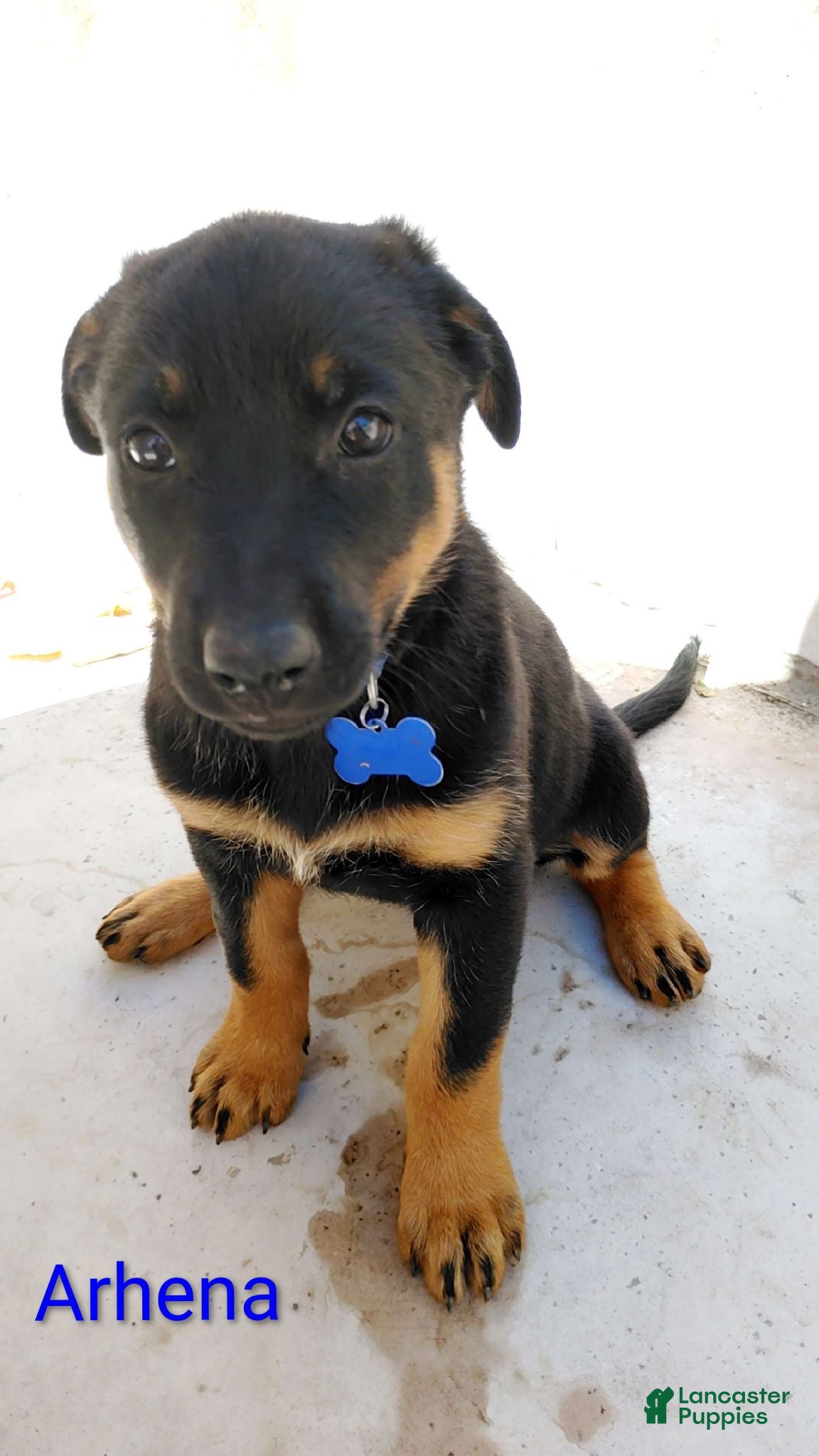 Belgian Malinois dogs Belgian Malinois 4 Athena - Ad 36