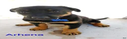 Belgian Malinois dogs for sale: Belgian Malinois 4 Athena - Ad 1