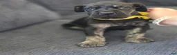 Mixed Breed dogs for sale: Yellow-Partial Brindle - Ad 1