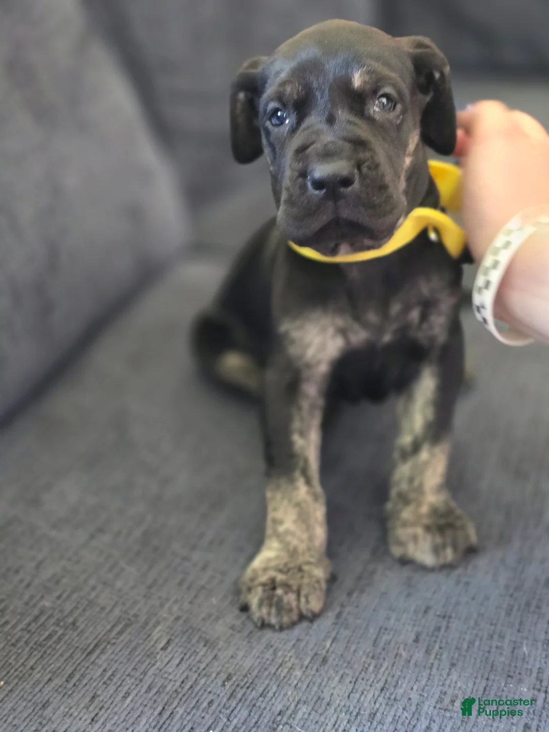 Mixed Breed dogs for sale: Yellow-Partial Brindle - Ad 1