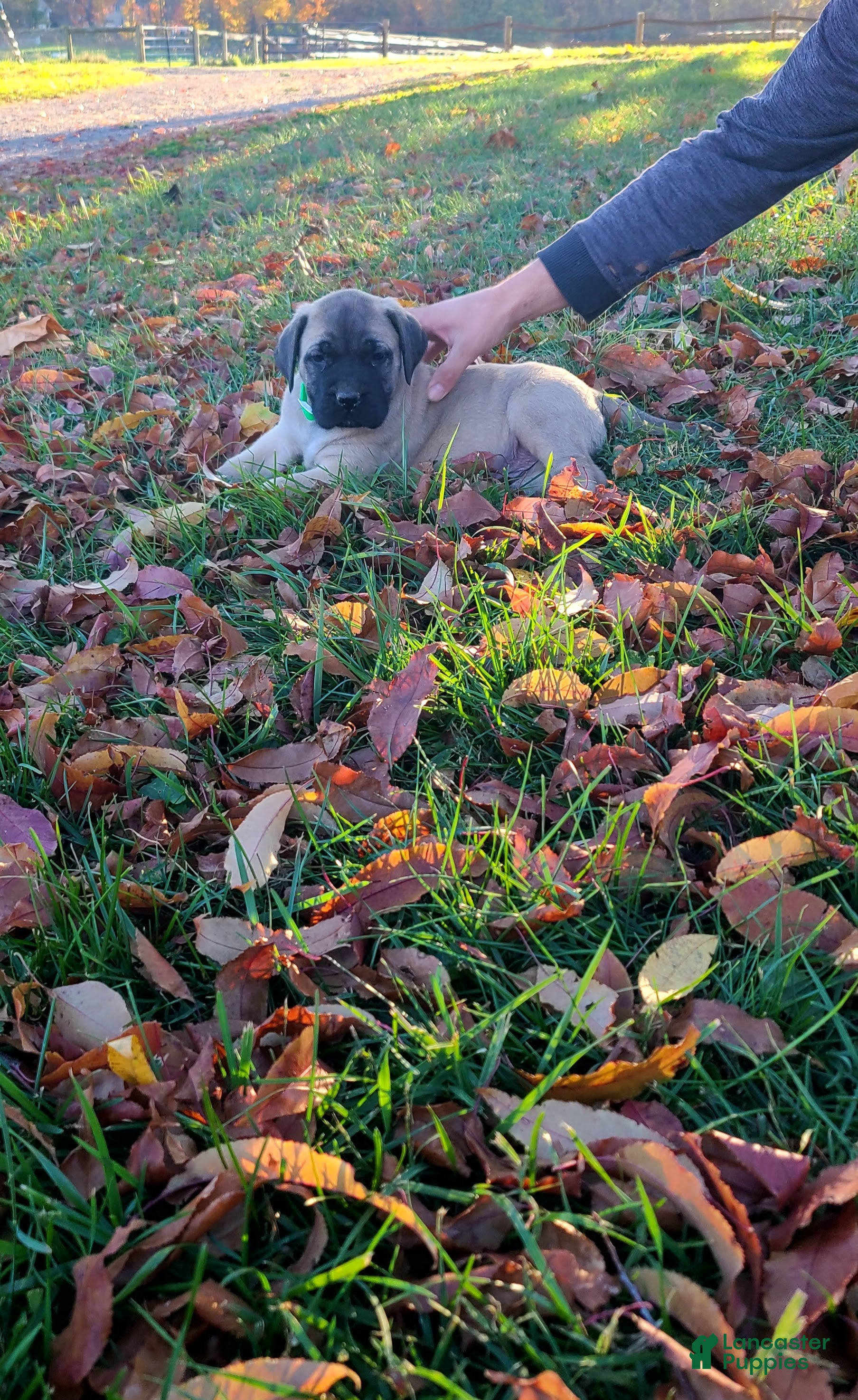 English Mastiff dogs for sale: Tyler - Ad 2