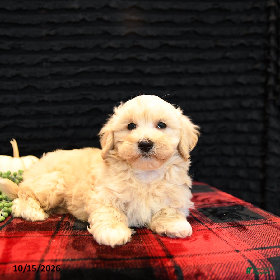 Maltipoo dogs Lane - Ad 2