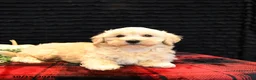 Maltipoo dogs for sale: Lane - Ad 2