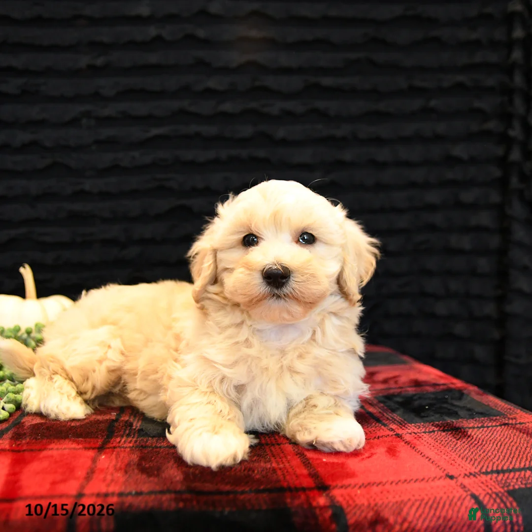 Maltipoo dogs for sale: Lane - Ad 2