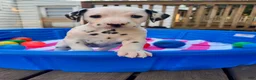 Dalmatian dogs for sale: Dalmatian 6 - Ad 2