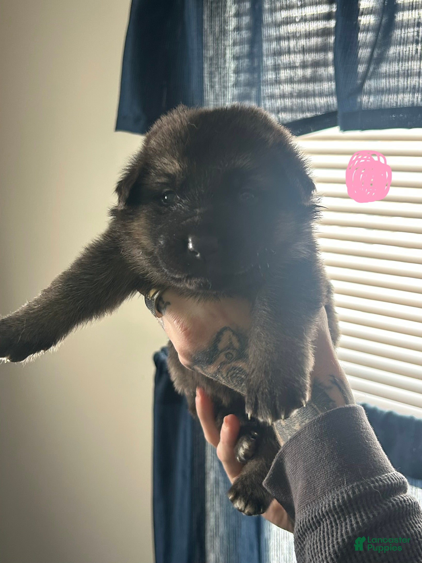 German Shepherd dogs for sale: German Shepherd Puppy 2 - Ad 2