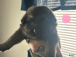 German Shepherd dogs German Shepherd Puppy 2 - Ad 1