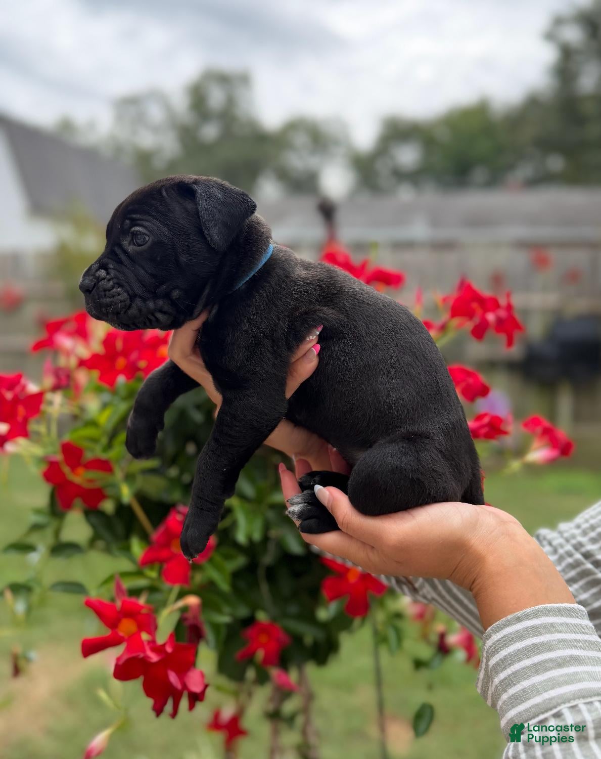 Cane Corso dogs Cane Corso (Blue) - Ad 1
