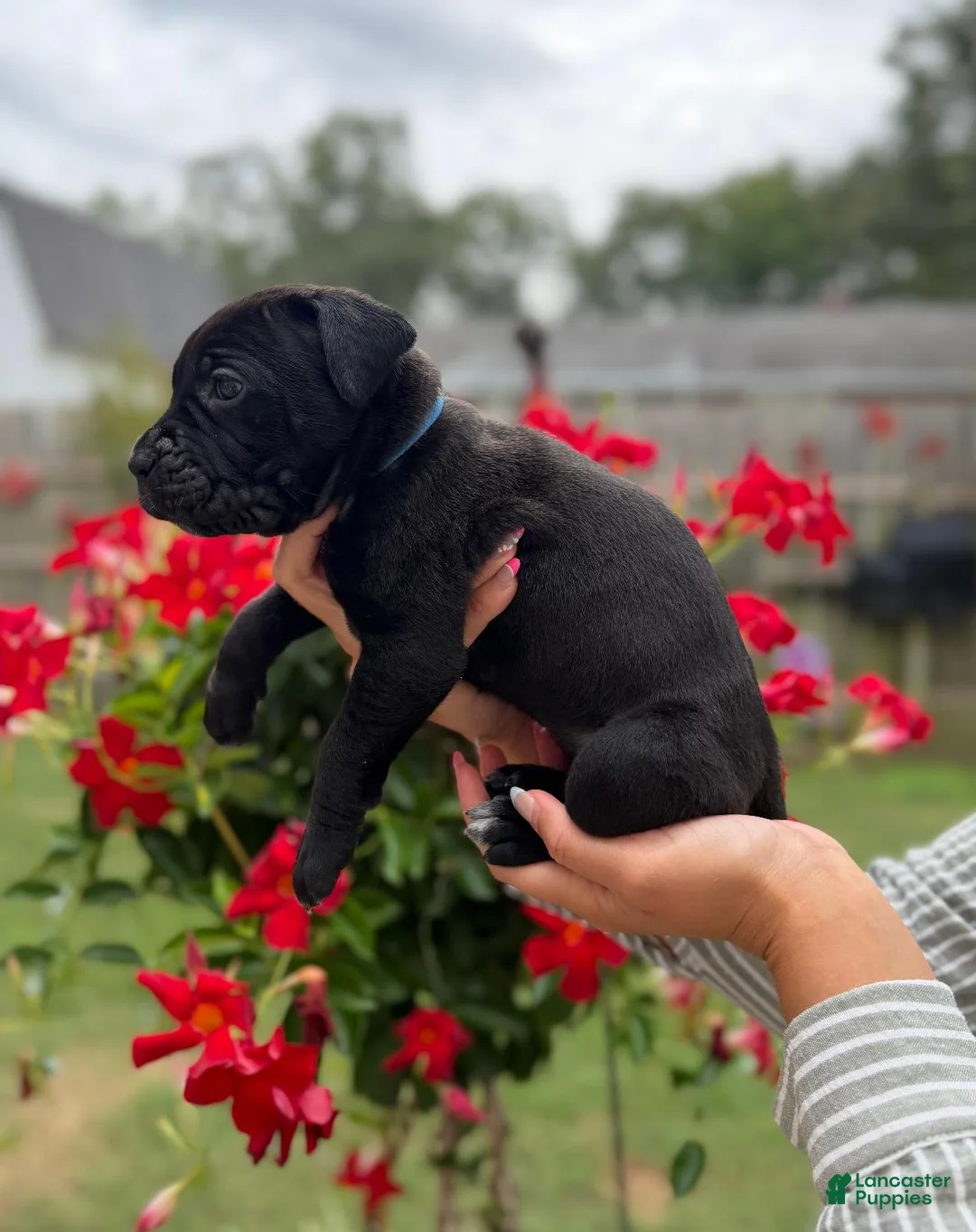 Cane Corso dogs for sale: Cane Corso (Blue) - Ad 1