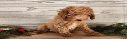Mini Goldendoodle dogs for sale: Nash - Ad 6