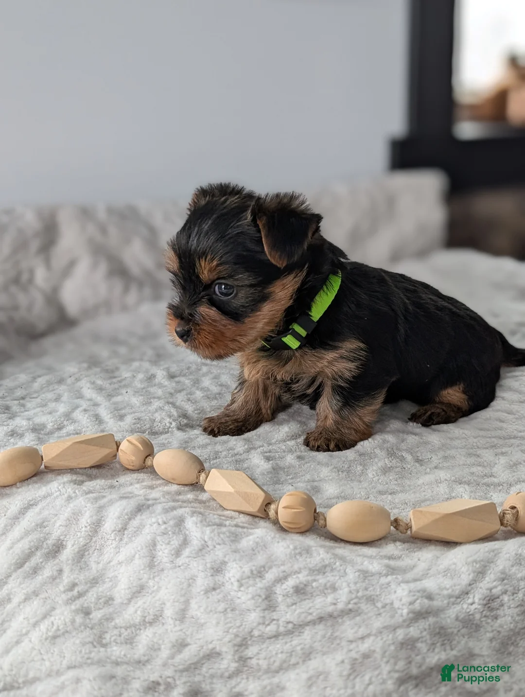 Yorkshire Terrier dogs for sale: Princess  - Ad 5