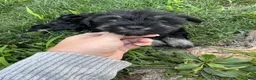 Miniature Schnauzer dogs for sale: Boy Silver - Ad 5